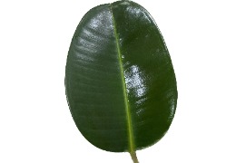 化妝品原料小百科：乙酰殼糖胺樹(shù)葉涂抹小實(shí)驗